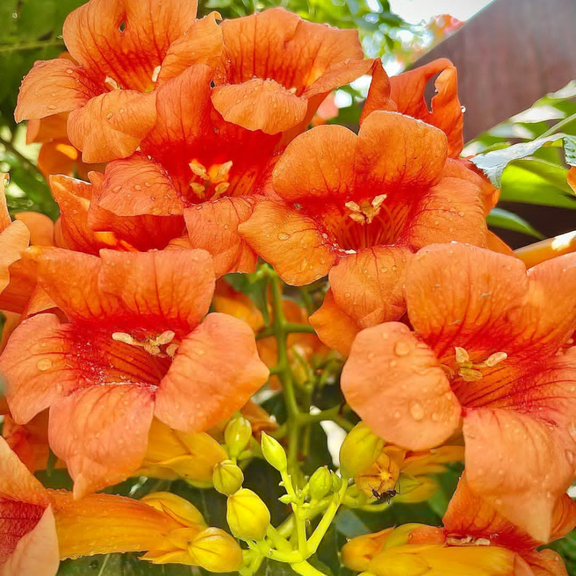 Set 2 Orange Trumpet Vine Live Plants, Trumpet Flower, 4 to 7 Inches Tall, Campsis Radicans, Trumpet Creeper Seedlings for Outdoor Garden