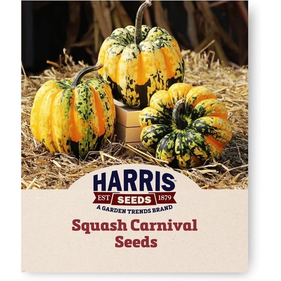 Harris Seeds Carnival F1 Acorn Squash, Colorful Winter Squash for Gardens and Storage, Treated, 25 Count
