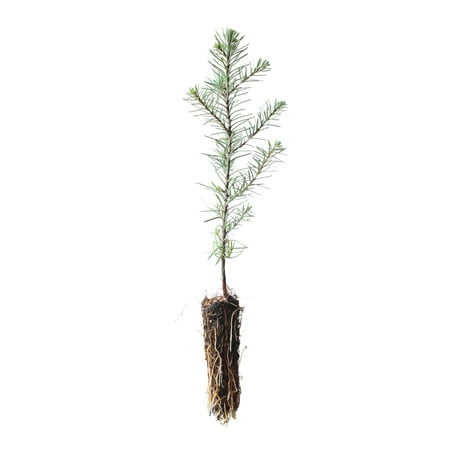 Noble Fir | Small Tree Seedling | The Jonsteen