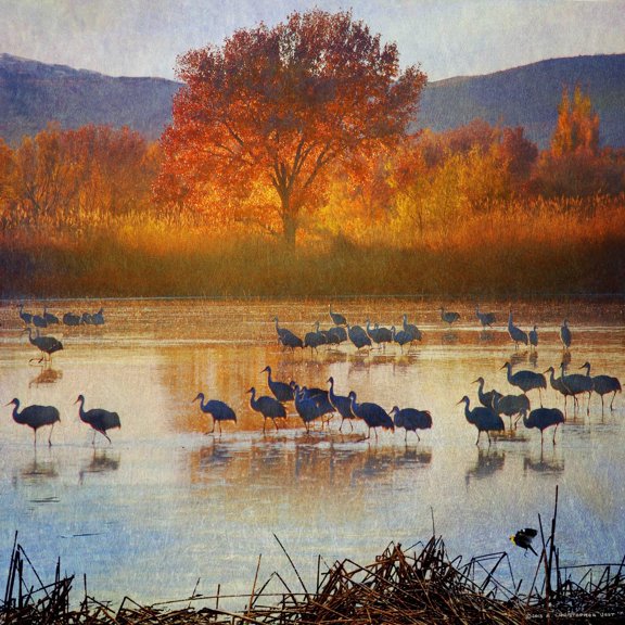 "Orange Tree Cranes" Painting Print on Wrapped Canvas
