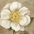 thumbnail image 3 of Gladding, Pamela 20x20 Black Modern Framed Museum Art Print Titled - Up Close Cream Rose, 3 of 5