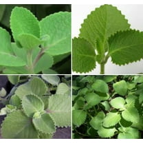 5" Cuban Oregano Live Plants (2 Count)