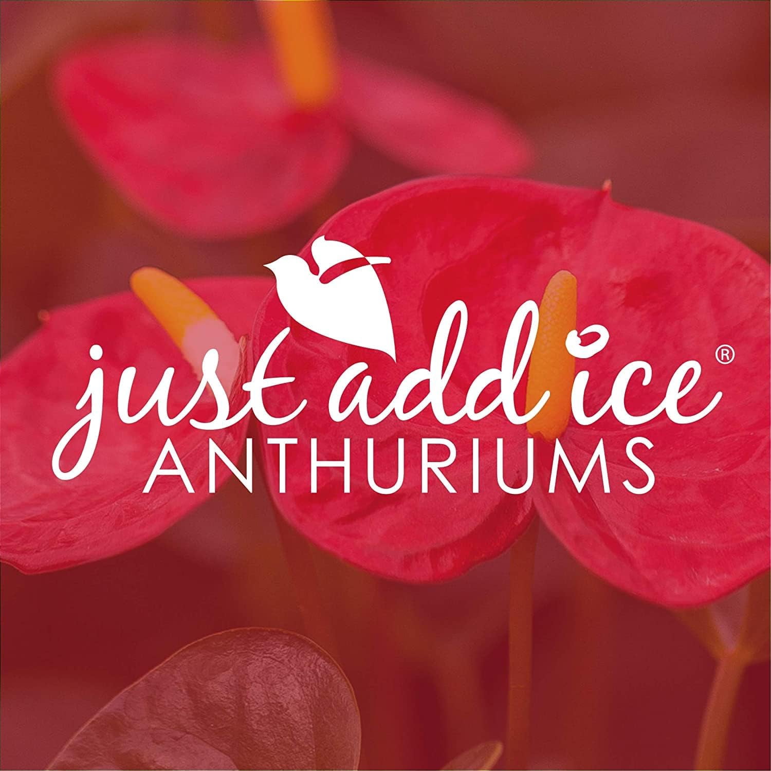 Just Add Ice 14-I8" Valentine's Day Pink Anthurium Live Plant in 5" Pink Ceramic Pot with Pink Heart, House Plant