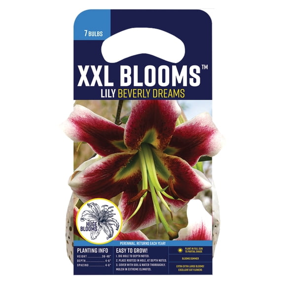 Van Zyverden Lily Beverly Dreams (Set of 7 Dormant Bulbs) Partial Sun, Multicolor, Perennial