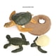 thumbnail image 5 of Ciclo de vida de la naturaleza de la tortuga marina Figura de juego de animales Juguetes para niños Fiesta temática Tortuga marina 2124, 5 of 8