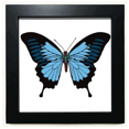 thumbnail image 1 of Cadre Photo Carré Bleu Foncé Noir pour Mur Ou Table, 1 of 3
