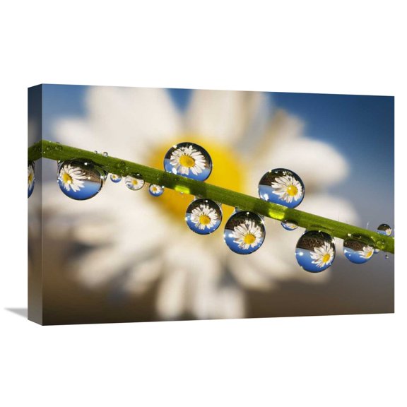 Global Gallery Ghizzi Panizza Alberto,'Reflections in dew drops' Stretched Canvas Artwork