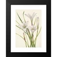 thumbnail image 2 of Mary Vaux Walcott 18x24 Black Modern Framed Museum Art Print Titled - Atamsco-Lily. Atamasco Atamosco (1925), 2 of 5