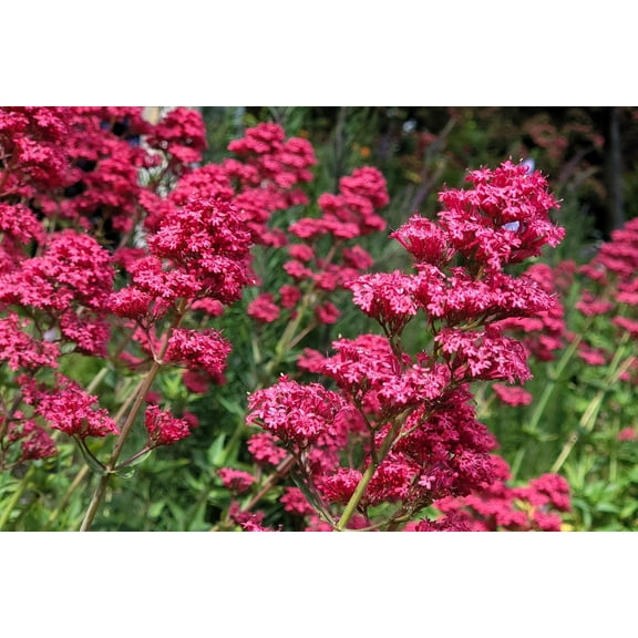 Seedville 50 Red Jupiter's Beard Valerian Flower Seeds