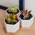 thumbnail image 2 of Ounissouiy Maceta hexagonal para cactus con orificio de drenaje para decoración de escritorio, servicio barato y posventa Jardín y Patio, 2 of 6