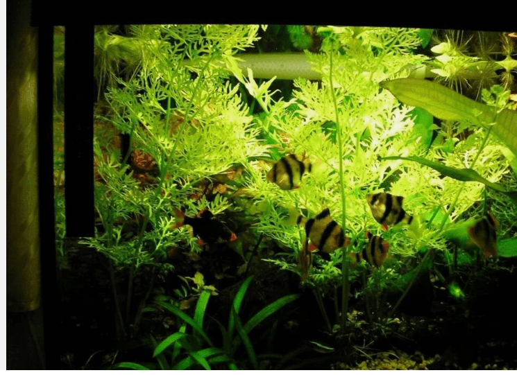 Water Sprite (Ceratopteris siliquosa) Live Aquarium Plant – Easy Freshwater Plant for Planted Tanks