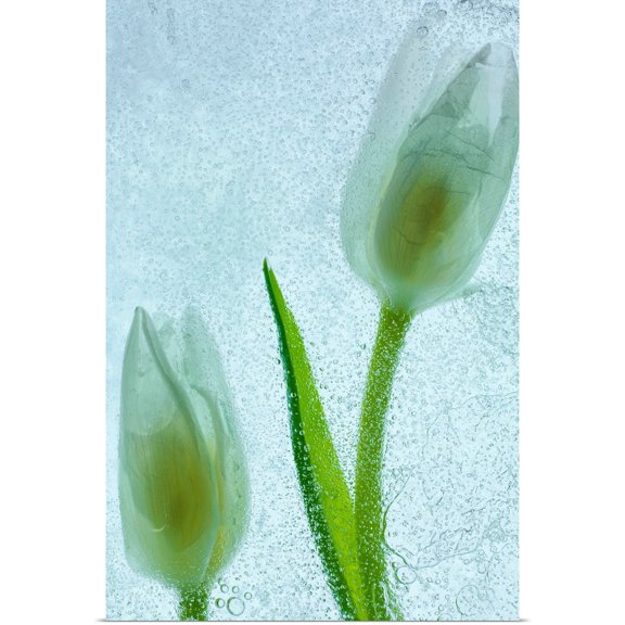 Great BIG Canvas | Rolled Moises Levy Poster Print entitled Tulipanes Blancos 33