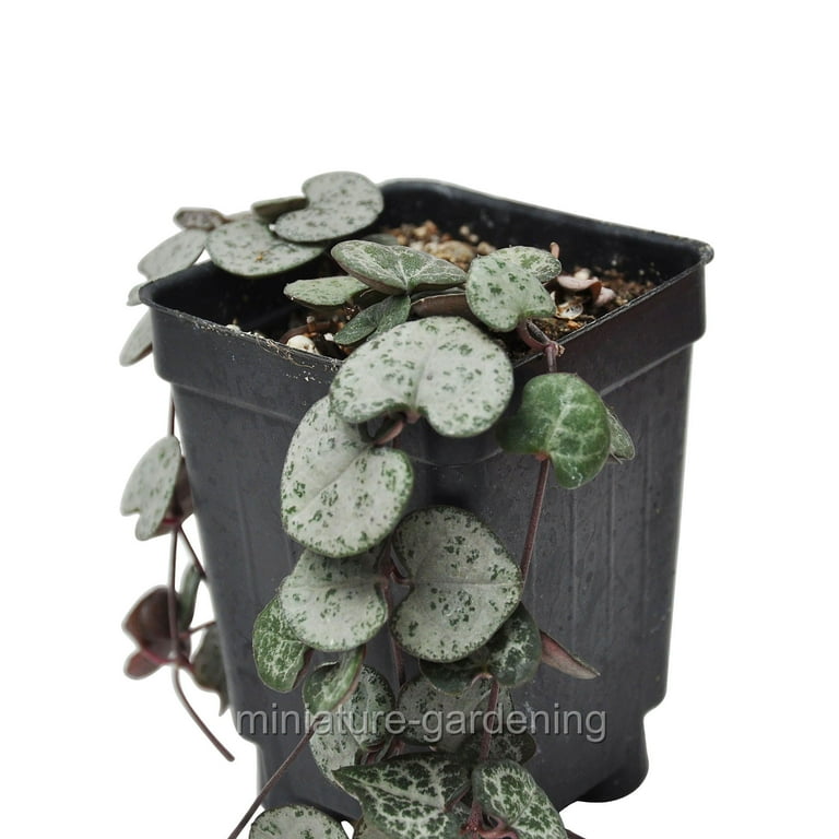 cheap succulents bulk Cuttings