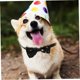 thumbnail image 5 of unbranded Collar Ajustable Para Con Lazo Color Negro Y Para Celebraciones, 5 of 7