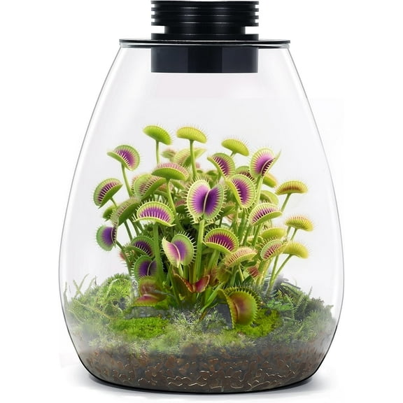 Desktop Glass Terrarium with Grow Light (H:7.8" D:6.7"), for Succulent, Moss, Miniature Gardening Landscape, Betta Fish Tank, Indoor Plant Growth, Office Home Decoration, Plant Lovers Gifts