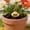 A, variant on Set of 5 Mini Resin Bee Figurines Cute Bumble Bee Statues Outdoor Garden Decor for Flower Pots Patio Yard Weatherproof Miniature Bee Ornaments