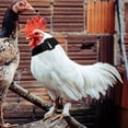 thumbnail image 3 of EeaseCA 4pcs Rooster Anti-crowing Collars Rooster Collars Poultry Crow-proof Collars, 3 of 8