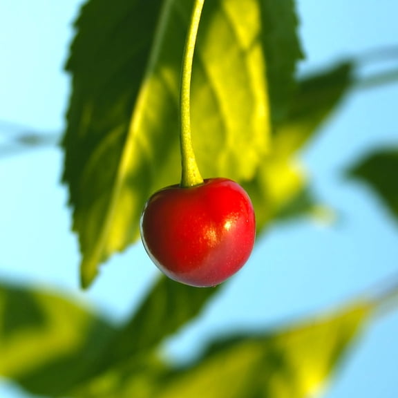 Brighter Blooms - Sweetheart Cherry Tree, 3-4 ft. - No Shipping To AK, AZ, CA, CO, HI, ID, OR, WA