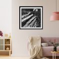 thumbnail image 3 of Historic Framed Print, North central Arkansas, along U.S. 62. Split-log fence, 17-7/8" x 21-7/8", 3 of 9
