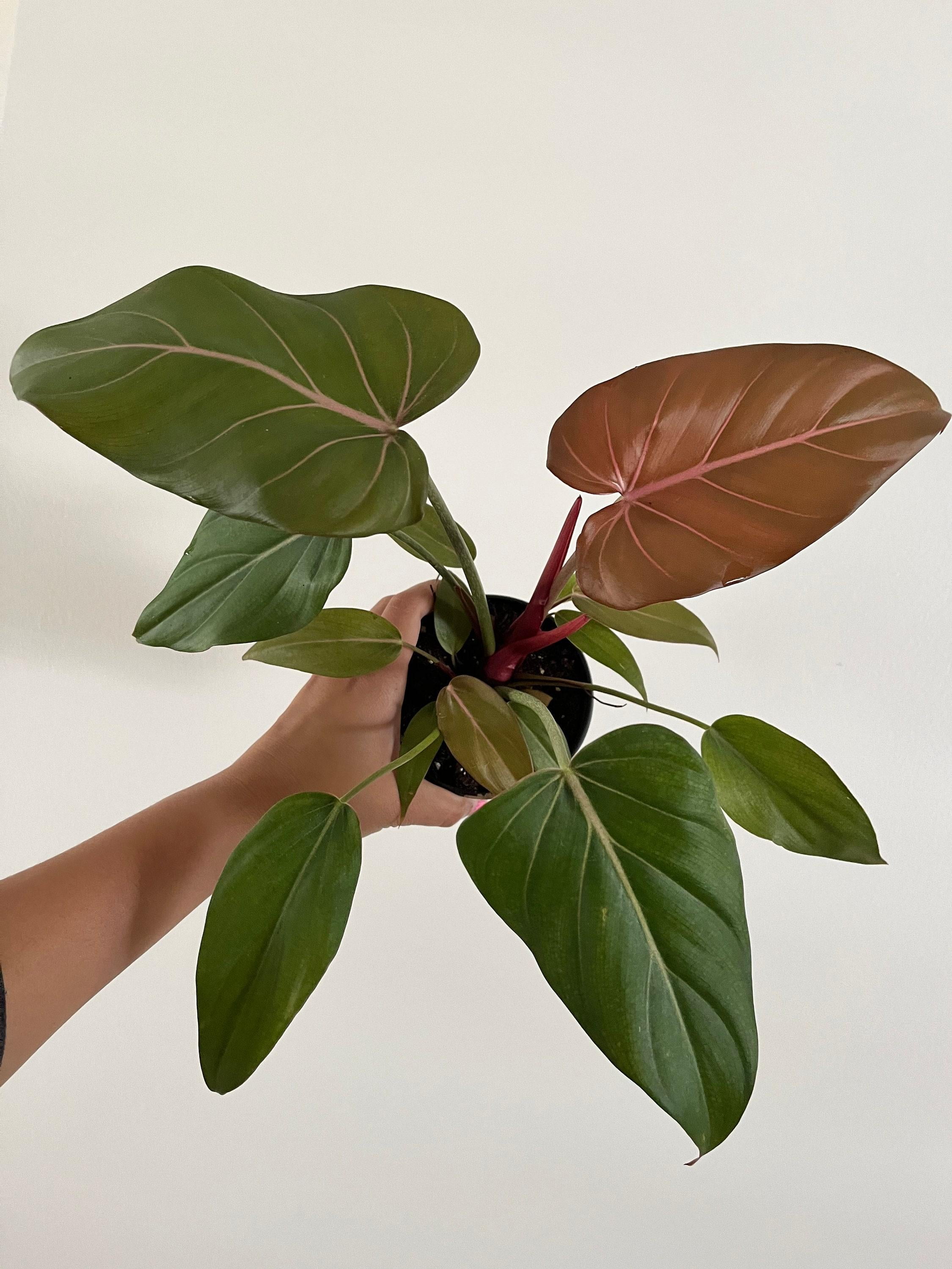 Summer Glory Philodendron-Tropical Indoor Plant-Air Purifying Qualities  10" Pot