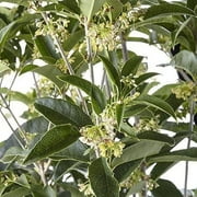 Fragrant Tea Olive Shrub 1 Extra Large 3 Gallon Plant Osmanthus Fragrans Blooming Specimen