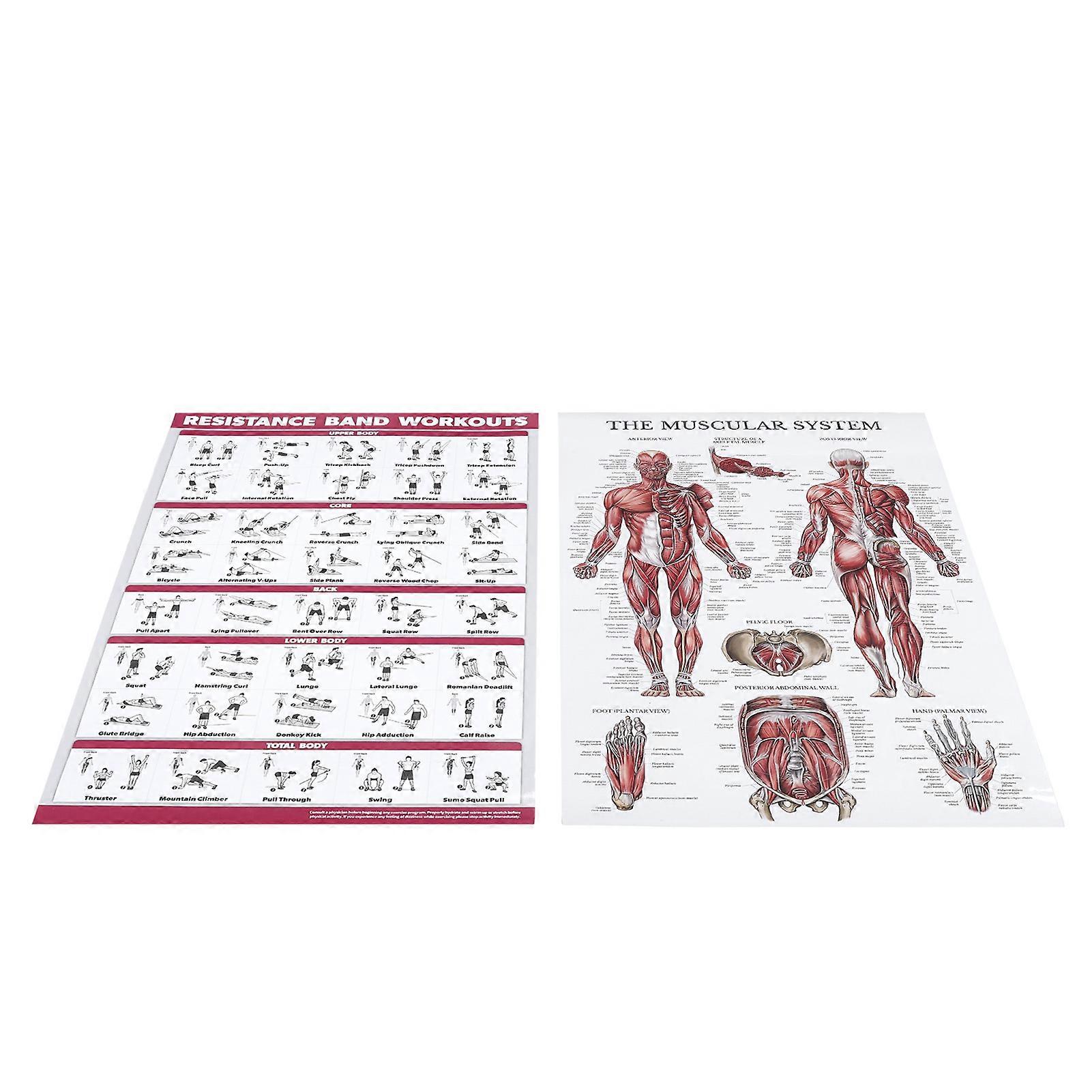 Resistance Band Workout Muscle System Anatomy Poster Set Effective Full ...