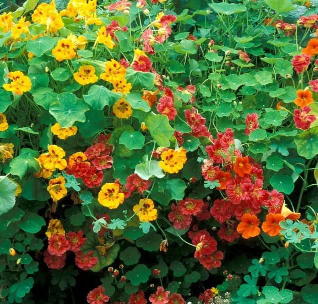 Dwarf Jewel Mix Nasturtium for Planting - Attractive Mixed Color Blooming Vine - Made in USA, Ships from Iowa (1000 Seeds)