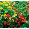 thumbnail image 2 of Dwarf Jewel Mix Nasturtium for Planting - Attractive Mixed Color Blooming Vine - Made in USA, Ships from Iowa (200 Seeds), 2 of 3