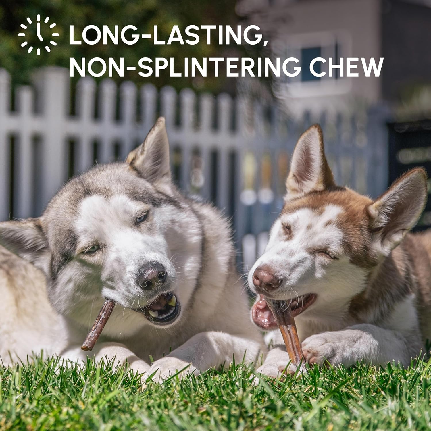 Bully Sticks for Dogs - Natural 6 Inch Beef Chews, Odor-Free & Rawhide-Free, Long Lasting Dog Treats for Aggressive Chewers - Healthy, Safe & Delicious Chews Dogs Love (5 Pack)