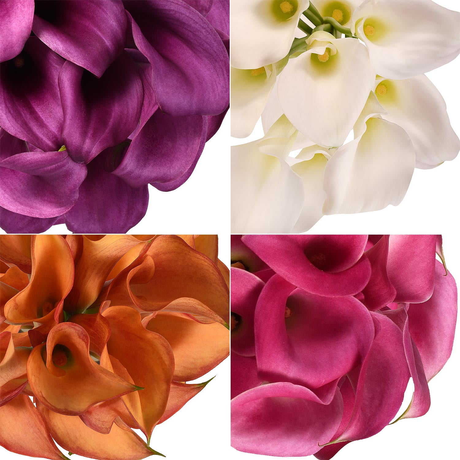 Fresh Cut Assorted Mini Calla Lilies, Pack of 60 by InBloom Group