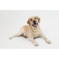 thumbnail image 2 of Retriever Labrador Dog Wall Decal by Wallmonkeys Peel and Stick Graphic (48 in W x 32 in H) WM225598, 2 of 4