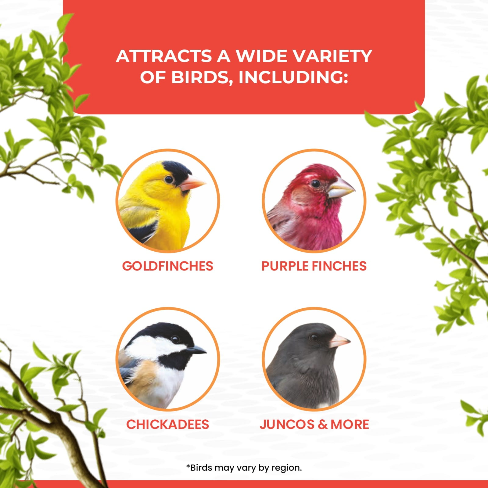 Vibrant Life Nyjer Thistle Seed for Finches and Other Wild Birds Bird Food, 10 lb Bag