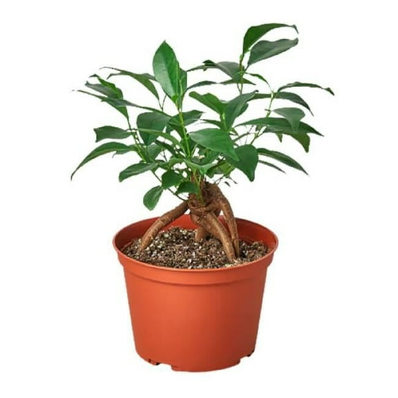 House Plant Dropship 6-FICUS-GINSENG 6 in. Ficus Ginseng Houseplant, Green