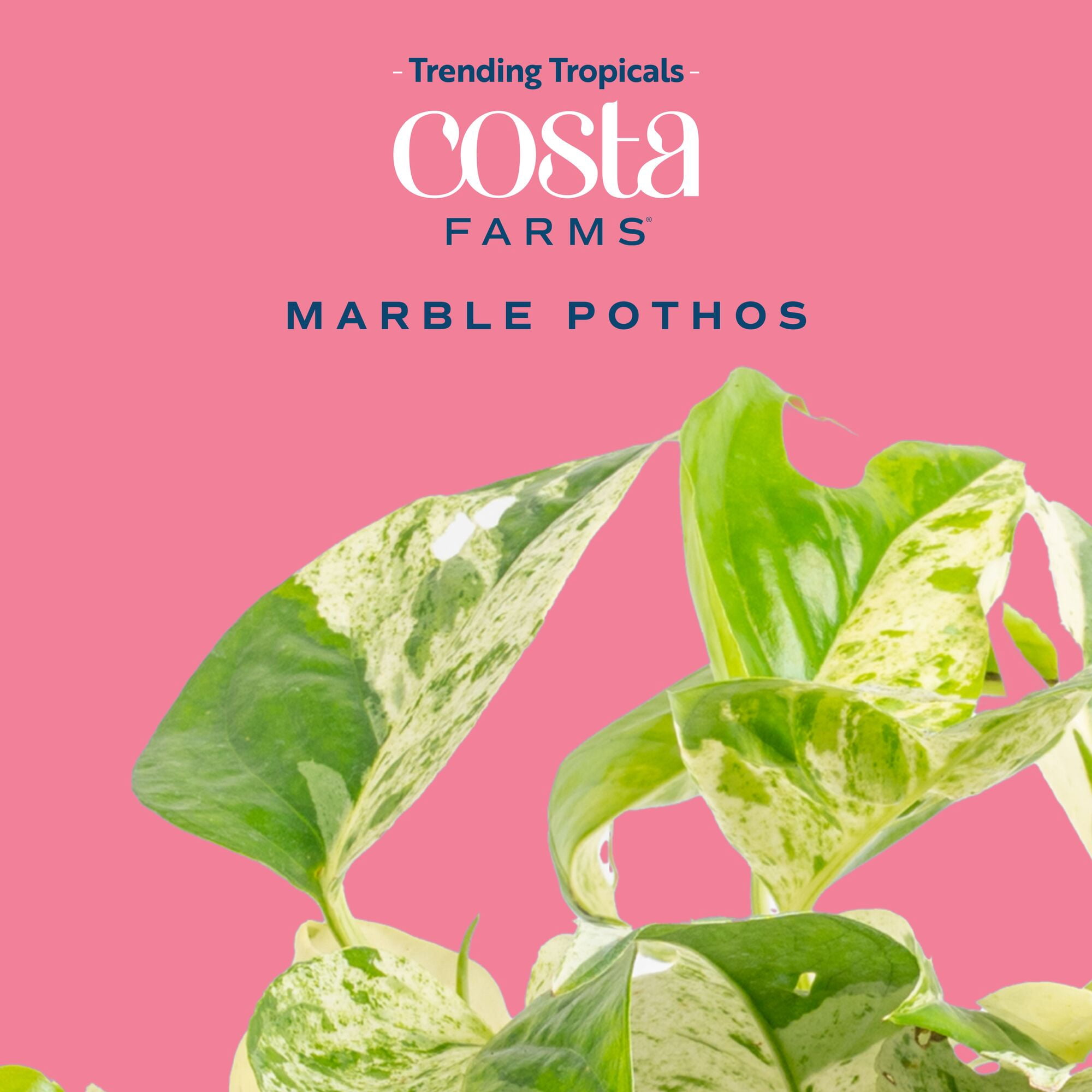 Costa Farms 12" Epipremnum Pinnatum Marble Live House Plants in 5" Self-Watering Pot