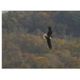 thumbnail image 2 of Inside a Bald Eagle's Nest: A Photographic Journey Through the American Bald Eagle Nesting Season, (Hardcover), 2 of 4