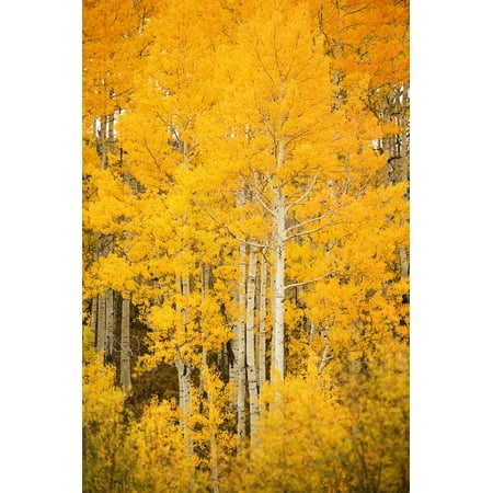 Colorado Near Steamboat Springs Buffalo Pass Fall-Colored Aspen Trees