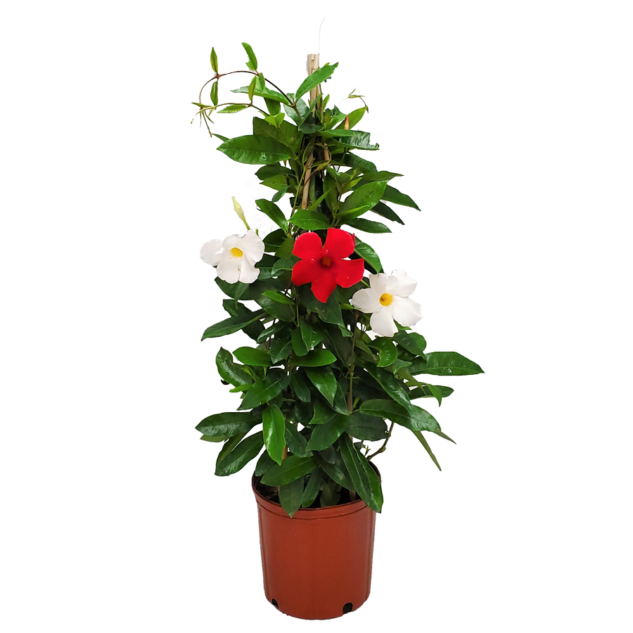 Tropical Plants of Florida 36" Mixed Red and White Mandevilla Plants on