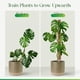 thumbnail image 3 of Estacas de fibra de coco para plantas trepadoras, juego de 2, 30 cm, postes cubiertos de musgo natural para soporte de enredaderas de jardín y Monstera, 3 of 5
