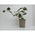 thumbnail image 4 of &nbsp;Prime Ark Freedom Blackberry&nbsp;Plant Sweet Blackberries Plants 6-12"Tall 4"Pot, 4 of 4