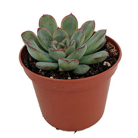 Red Tipped Desert Rose Succulent - Echeveria pulidonis - 2.5" Pot
