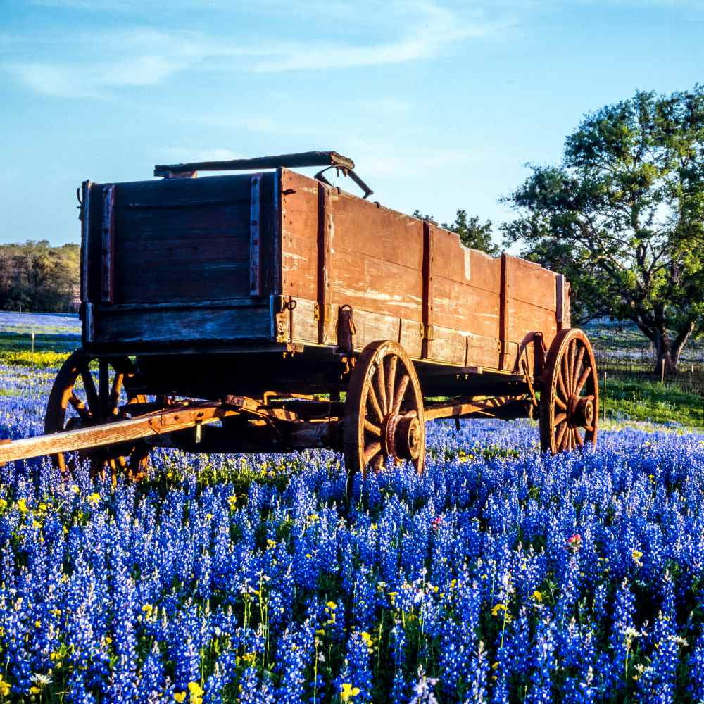 Outsidepride Texas Bluebonnet Wildflowers Seed - 1 lb
