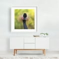 thumbnail image 2 of West African Black Crowned Crane - Photography Bird Wildlife Nature Animal Portrait Tropical White Framed Wall Art Print 20 x 20 inches, 2 of 3