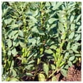 thumbnail image 4 of Everwilde Farms - 1 oz Organic Broad Windsor Fava Bean Seeds - Gold Vault Bulk Seed Packet, 4 of 4