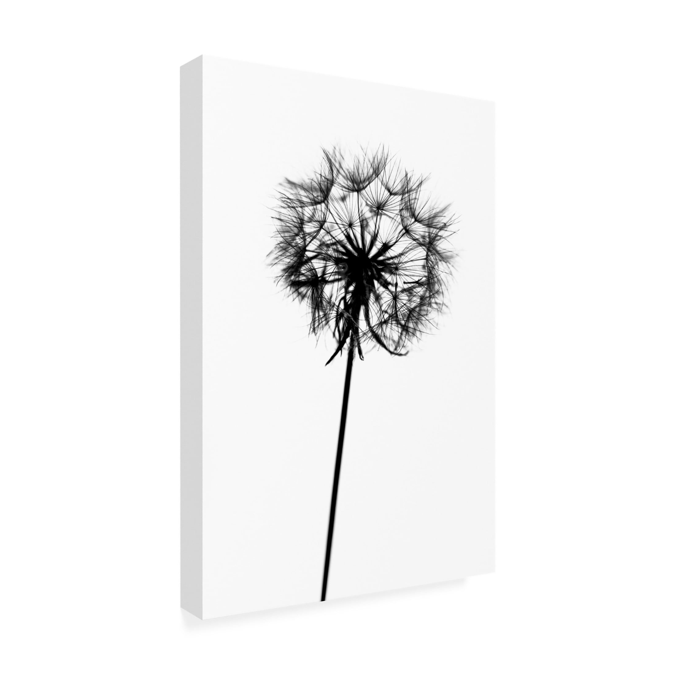 Trademark Fine Art Tatiana Malysheva  Contrasts Canvas Wall Art