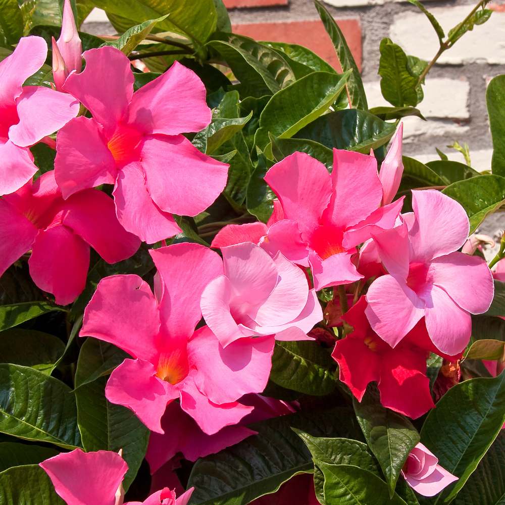 2 Pink Mandevilla Live Plants, Mandevilla Flowering Vine Plants 4 to 6 Inches