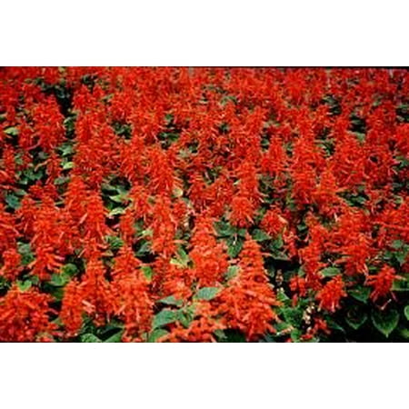 Salvia Scarlet Sage - The Dirty Gardener Heirloom Scarlet Sage Flower Seeds