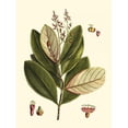 thumbnail image 3 of Vision Studio 15x18 Black Modern Framed Museum Art Print Titled - Buchoz Leaves IV, 3 of 5