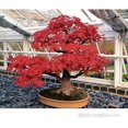 thumbnail image 2 of HIGHGW 30+ Bonsai Tree Seeds, Japanese Red Maple Seeds Highly Prized for Bonsai, Japanese Maple Tree Seeds (ACER Palmatum), 2 of 3