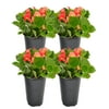Red Wax Begonia; Partial Shade Outdoors Plant in 4.5in. Grower Pot, 4-Pack