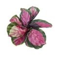 thumbnail image 4 of SUCCULENTS BOX 24" Calathea Rosy Roseopicta Live Plants in 4" Plastic Pots, Stunning Foliage, 4 of 5